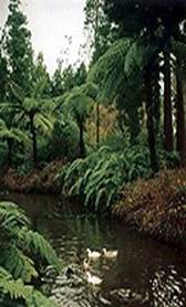 Azzorre: il Parco 7 Fontes
Luogo: Sete Fontes
Foto: Foto Nóbrega
